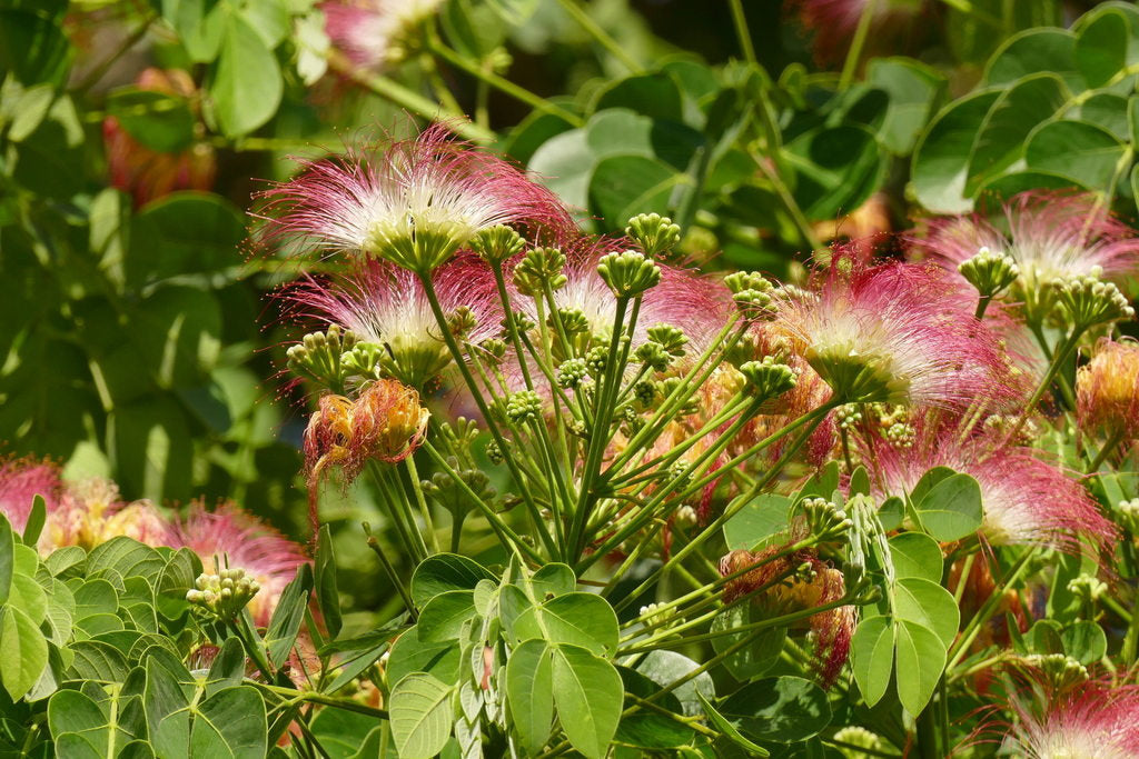 20 Samanea tubulosa Seeds ,synonym Calliandra tubulosa Seeds , Callian