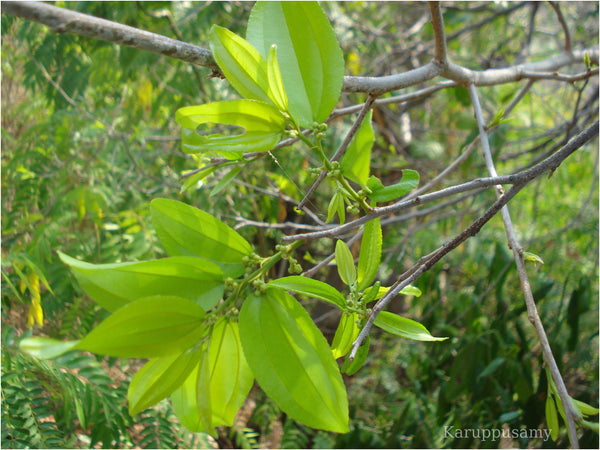 25 Ziziphus glabrata Seeds, Ziziphus trinervia Seeds, Wild Jujube Seeds