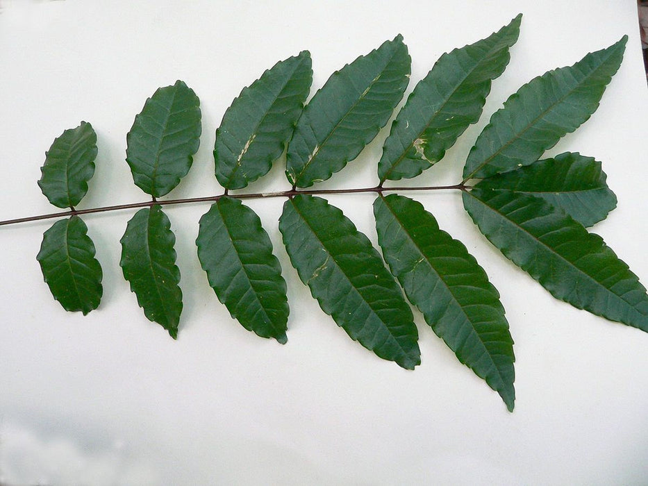 15 Zanthoxylum rugosum  Tree  Seeds