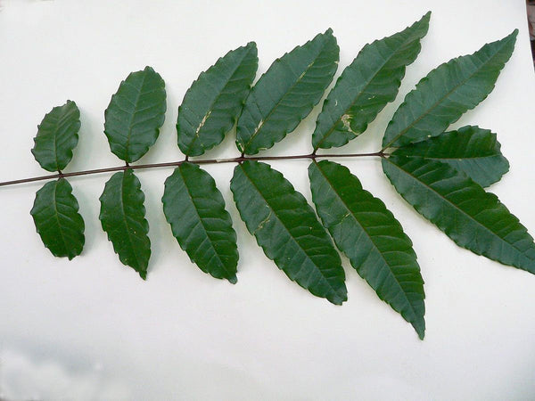 15 Zanthoxylum rugosum  Tree  Seeds