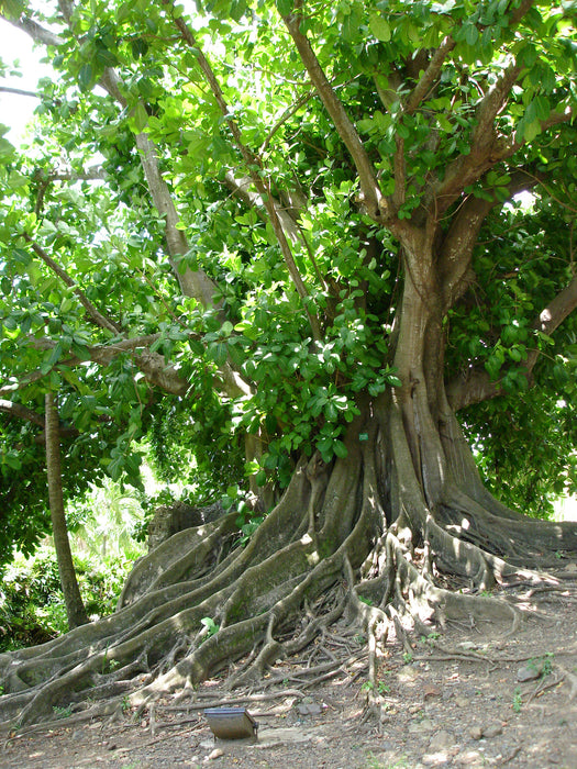 50 Ficus guaranitica Seeds,  synonym  Ficus citrifolia  Seeds