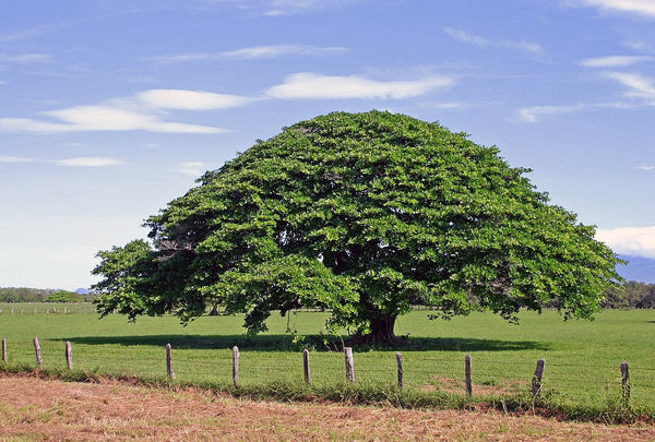 10 Enterolobium timbouva  Seeds,  Earpod Tree Seeds