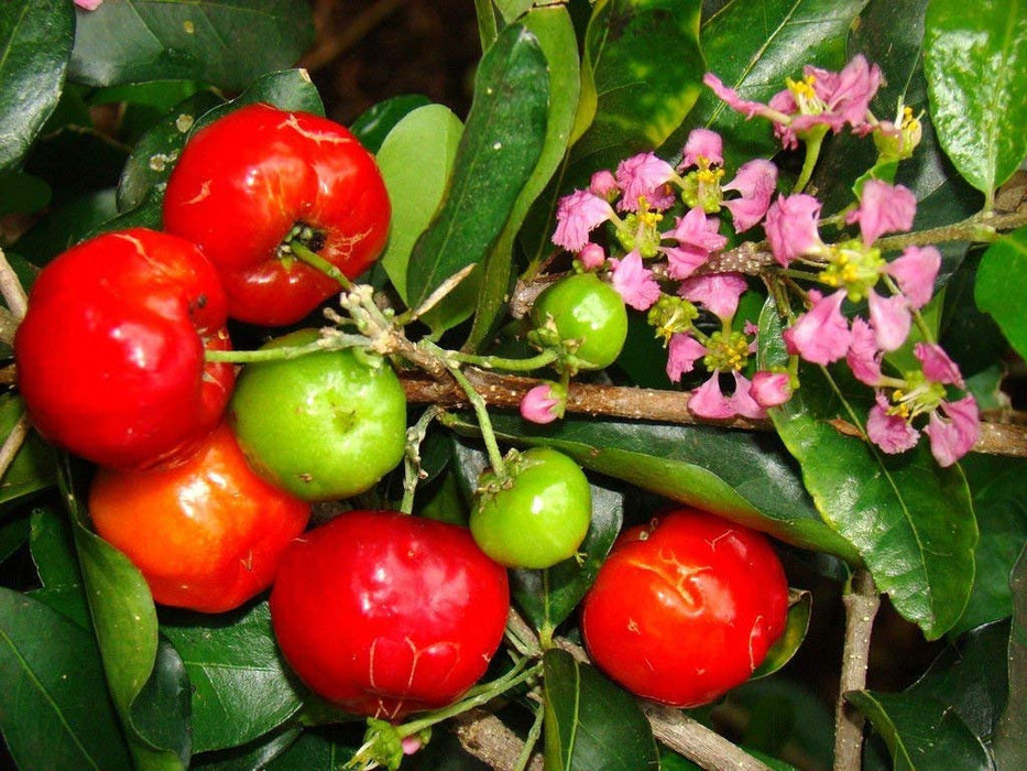 10 Malpighia Emarginata 'Barbados Cherry Seeds,  Acerola  Seeds,  wild crepe myrtle Seeds, West Indian cherry
