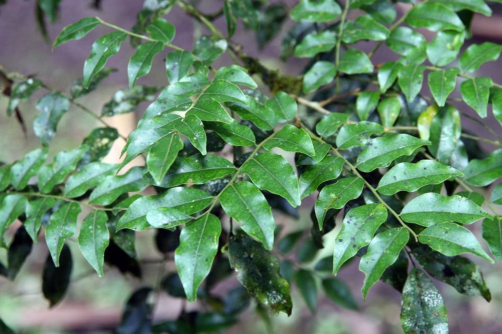 5 Myroxylon peruiferum Seeds,   Timber  Tree  Seeds