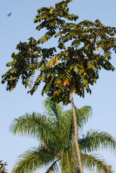 4 Centrolobium tomentosum  Seeds