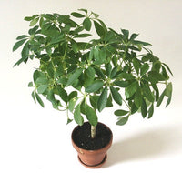 100 Schefflera pubigera Seeds,  Indoor  Plant  Seeds - Seeds And Smiles - Buy Top Quality Seeds With Free Worldwide Shipping