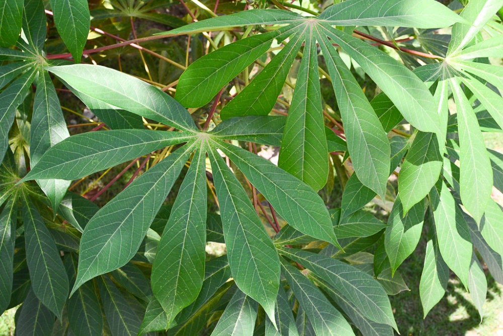 50  Manihot Esculenta Seeds, Cassava Seeds, Aka Yuca Or Tapioca Seeds