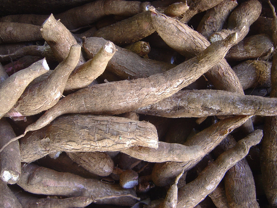 50  Manihot Esculenta Seeds, Cassava Seeds, Aka Yuca Or Tapioca Seeds