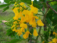 5 Platypodium elegans  Seeds, Graceful platypodium Tree  Seeds,