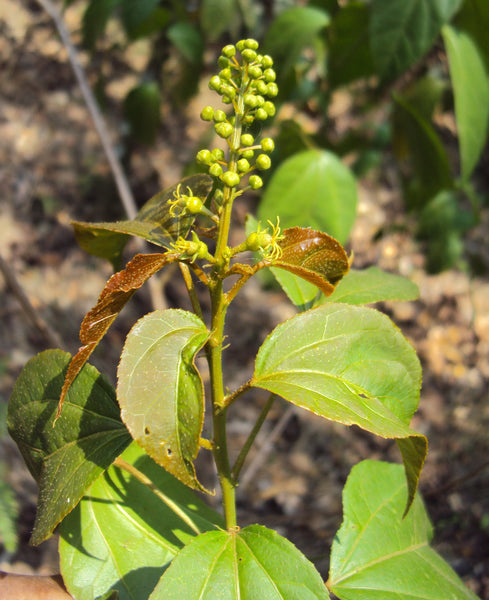 50 Croton tiglium Seeds , Purging croton  Seeds