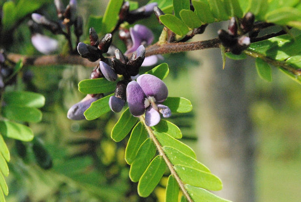 15 Machaerium aculeatum  Seeds, Pau De Angu Seeds