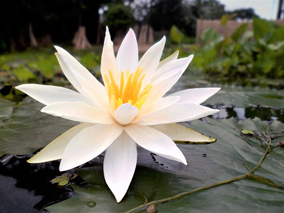 100 Nymphaea pubescens Seeds, Aquatic Plant Seeds. Aquarium Plant Seed, Hairy Water Lily, White Water Lily Seeds