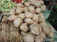 50 Jicama Seeds, Mexican Yam Bean Seeds,Pachyrhizus Erosus Seeds,