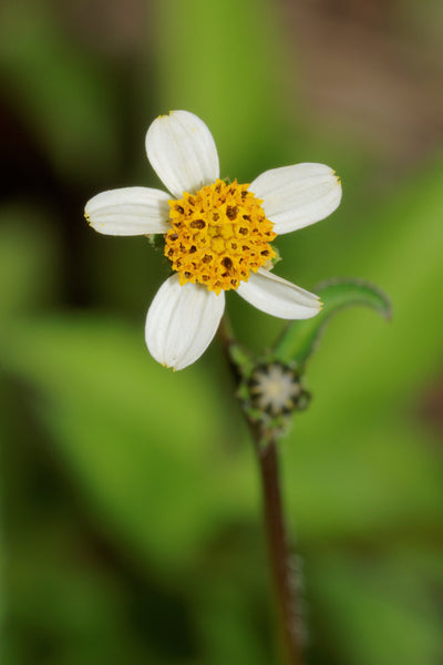 300 Bidens pilosa Seeds, Cobbler's Pegs Seeds,Spanish Needle Seeds, Black jack Seeds ,Common Beggar tick,Wild Collected Organic Seeds