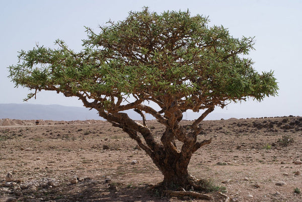 20 Frankincense Seeds,  olibanum tree Seeds, Boswellia sacra Tree  Seeds