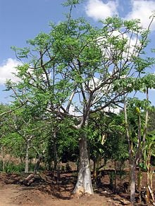 25 Cabbage Tree Seeds, Moringa stenopetala seeds