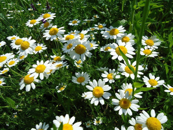 1000 Chrysanthemum cinerariaefolium Seeds,  Pyrethrum Seeds