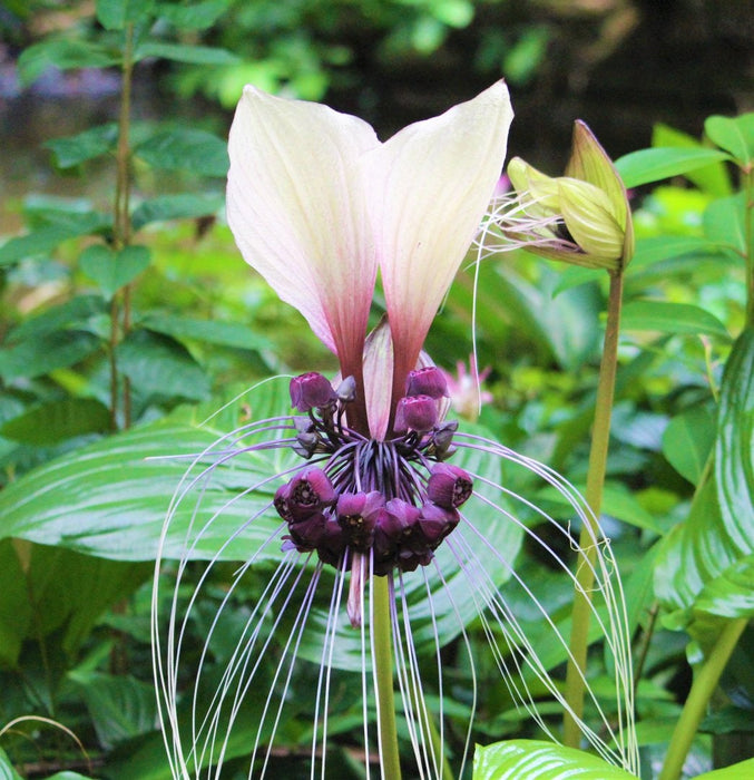 50 Tacca Integrifolia Seeds  , Purple Bat Flower Seeds , Cats Wiskers Bulbs