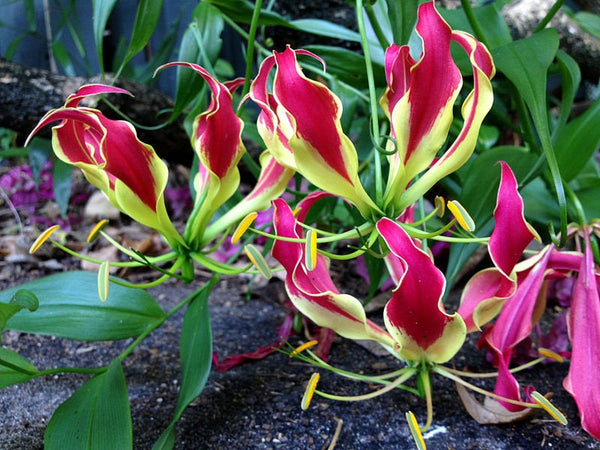 100  Gloriosa Rothschildiana Seeds, Gloriosa Lily, Glory Lily Rhizomes, Gloriosa Lily, Glory Lily