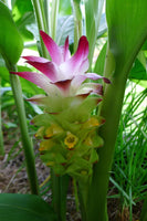 5 Curcuma longa Rhizomes , Turmeric Rhizomes For Growing