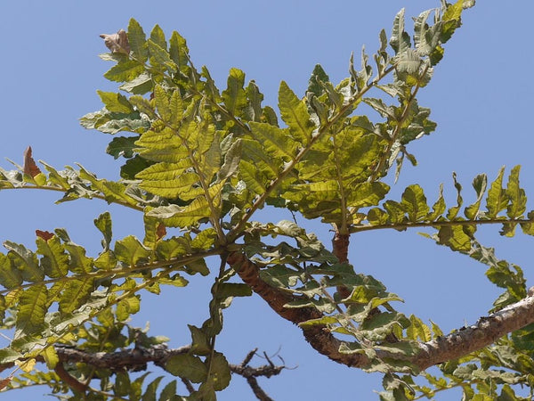 50 Indian frankincense Tree Seeds ,Boswellia serrata Seeds, Indian oli banum