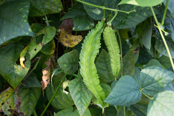 200 Psophocarpus tetragonolobus Seeds, winged bean, Dragon bean