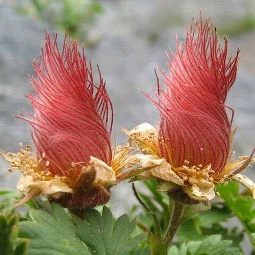 5 Geum reptans Seeds,Creeping Avens Plant Seeds