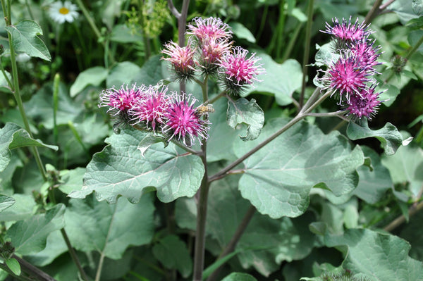 200 Arctium lappa Seeds, Greater Burdock Seeds, Herb Seeds,Burdock Seeds