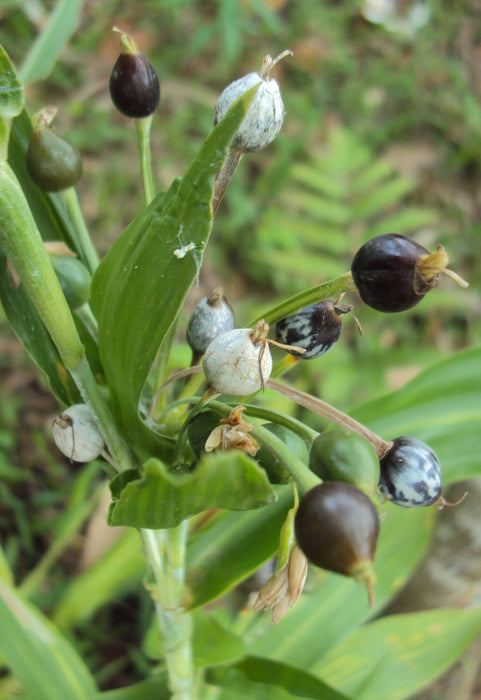 200 Coix lacryma Seeds  ,Job's tears Seeds ,Adlay Seeds.  Organic beads, For Germination