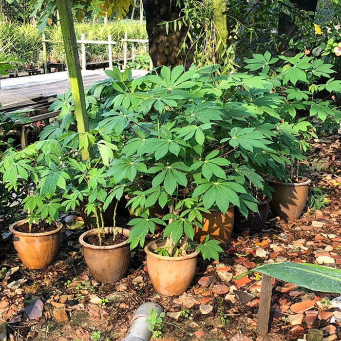 Tapioca Tree Seeds 100 Tapioca Seeds, Manihot Esculenta Seeds , Cassava Seeds. For Germin ...