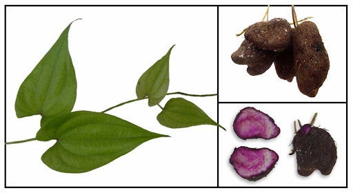 50  Purple yam  Seeds, Greater yam   Seeds, Yam   Plant   Seeds, Dioscorea alata Seeds ,