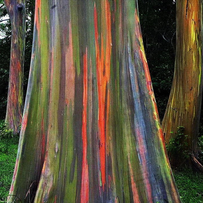 10000 Eucalyptus deglupta Seeds. rainbow eucalyptus Seeds, Mindanao gum Seeds, .Rainbow gum Tree Seeds