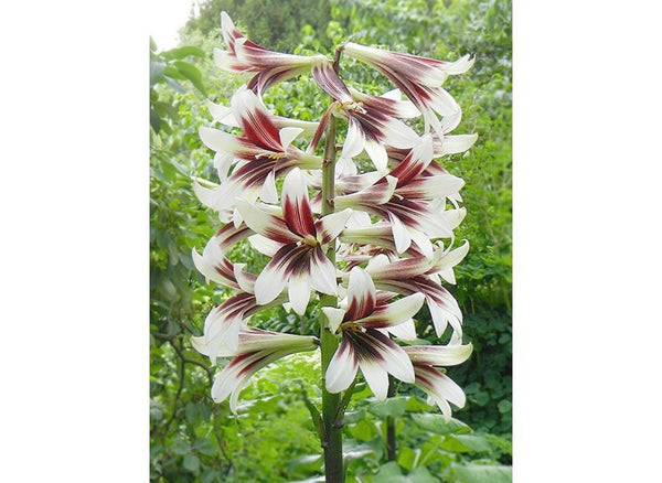 100 Cardiocrinum giganteum |Seeds,  Giant Himalayan Lily  Seeds