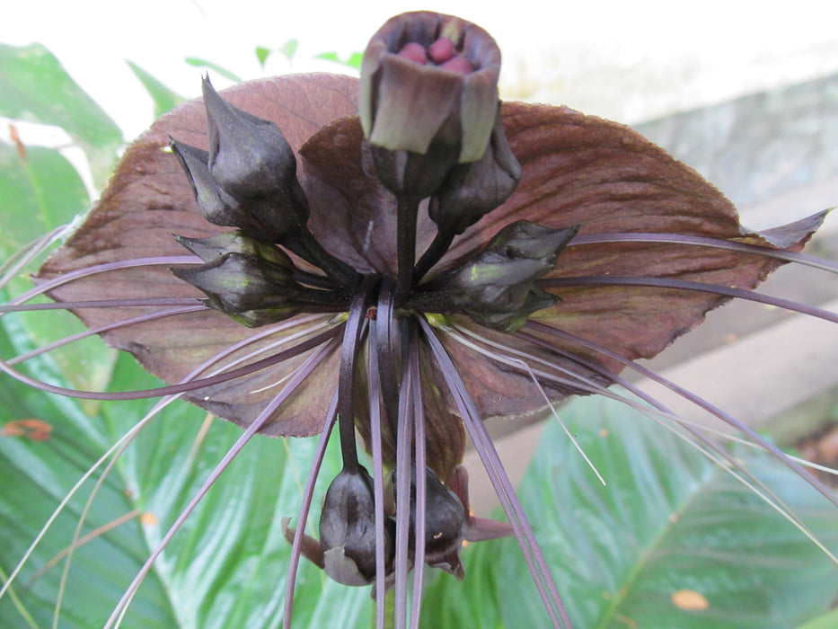 50 TACCA chantrieri Seeds, Bat Flower Seeds , Cats Whiskers Seeds , Devil Flower Plant Seeds