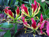 2 Gloriosa Rothschildiana Rhizome , Gloriosa Lily, Glory Lily Rhizomes, Gloriosa Lily, Glory Lily