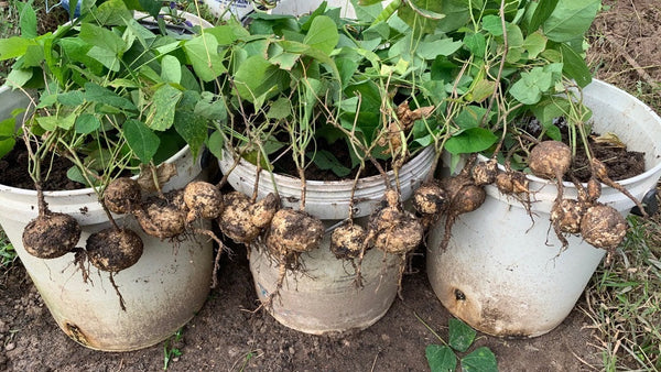 100 Pachyrhizus erosus Seeds, Jícama Seeds, Climbing Yam Bean, Mexican Turnip Seeds, Edible Tuberous Root.