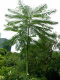 20  Schizolobium parahybum . Fern Tree .Yellow Jacaranda.Brazilian fern tree Seeds