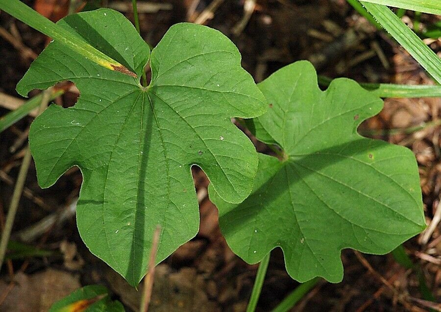 50 Dioscorea nipponica Seeds, Makino Plant Seeds