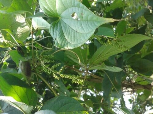 50  Dioscorea hamiltonii Seeds, Mountain Yam Seeds