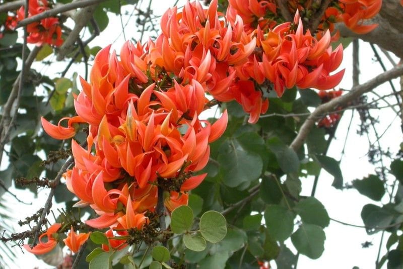 25 Butea monosperma  Tree   Seeds,   Flame of the Forest,   Parrot Tree  Seeds