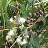 500 Eucalyptus citriodora ,lemon gum, lemon-scented eucalyptus, lemon-scented gum, lemon-scented iron gum, spotted gum.