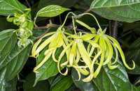 200 Cananga Odorata Seeds ,Ylang Ylang Seeds, Ilang Ilang Seeds