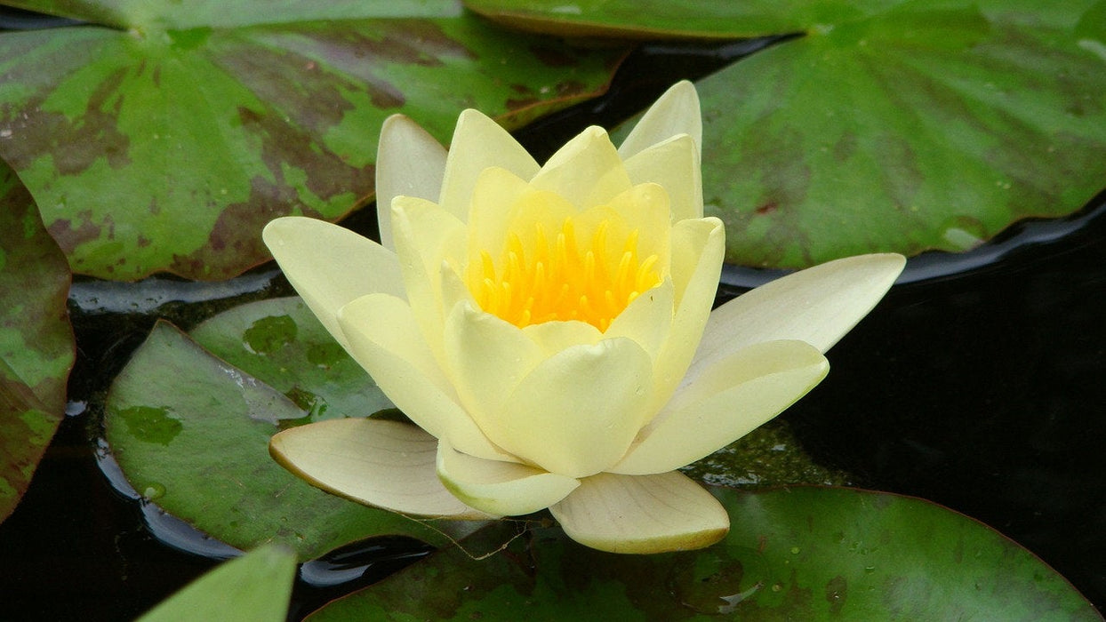 100  Nelumbo nucifera Seeds,  Yellow Lotus Seeds , Sacred lotus Seeds , Bean of India, simply lotus.