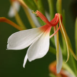 25 Hedychium spicatum Seeds ,  spiked ginger lily, Perfume ginger Seeds