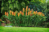 25 Hedychium gardnerianum Seeds , Kahili ginger Seeds , Kahila garland lily ,  ginger lily Seeds