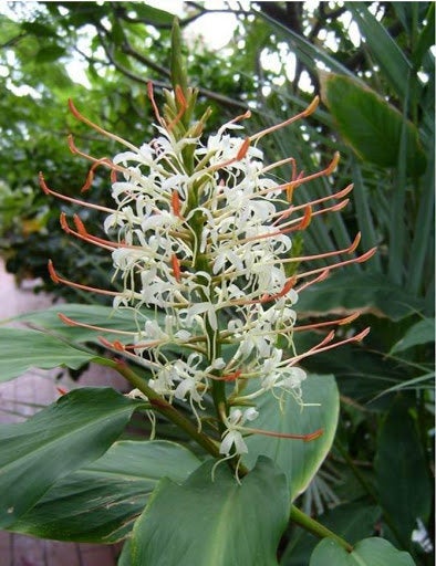 25 Hedychium gracile Seeds, Dainty Ginger Lily Seeds. Salmon Ginger lily  Seeds