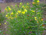 500 Oenothera biennis Seeds, common evening primrose Seeds, evening star Seeds