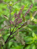 2000 Ocimum Sanctum  Seeds, Holy Plant  Seeds, Tulsi   Seeds,