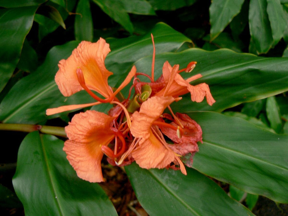 1 Hedychium Greenii Rhizome , Red Butterfly Ginger