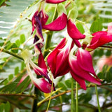 200 Sesbania grandiflora Seeds ,Scarlet Wisteria, Hummingbird Tree Seeds, Agati Treec Seeds